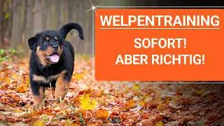 💥🐶 Der gr&ouml;&szlig;te Fehler beim Welpen Training 👉 und wie du ihn vermeidest 🐶💥✔️