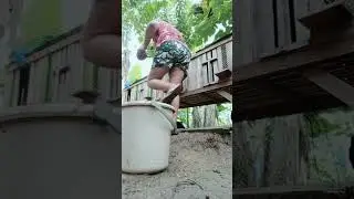 everyday task in backyard chicken farming
