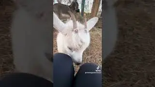 Waffles has officially put the goats in their place