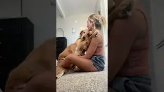 coming home to my golden retriever &hearts;️ #goldendog #dog #puppy #goldenlab #dogbreed #goldenretrievers