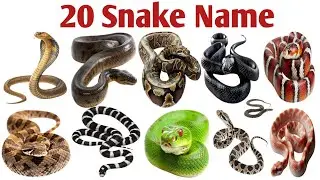 20 Snake Names for Kids | Learn Snakes in Hindi & English | Educational Video