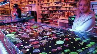New Coral Shipment Walkthrough