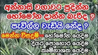වර්ෂාපතනය නැති අවස්ථාවේ අන්නසි වගාවට සත්කාර කරන විදිහ | Nursing pineapple | pineapple cultivation 