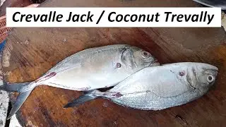 Thenga Parrai / Coconut Trevally / Crevalle Jack Fish cutting and cleaning in Chennai Fish Market