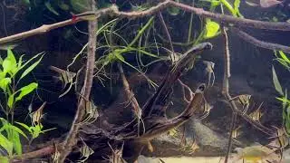 Pterophyllum scalare, Rio Nanay x Rio Negro