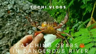 Catching crabs🦀 in dangerous river episode:2, adventures in rainy 🌧season, nagaland