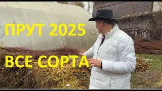 ПАВИВА Все наши  ивы, подробно о каждом сорте , как выглядит прут и лист, для чего он нужен!
