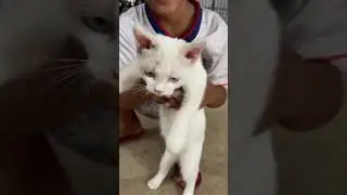 Cats with soft fur like cotton