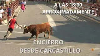 Fiestas V. Rosario Carcastillo 2024 - Suelta de reses bravas.