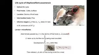 Stephanofilariasis_Humpsore_Stephanofilaria assamensis II Full lecture II Bangla II