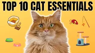 10 Essential Tips for First-Time Cat Guardians - What You Absolutely Need