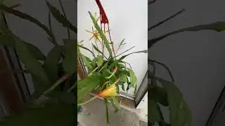 Ephipallium/ Orqu&iacute;dea cactus con flores