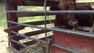 Moo 1