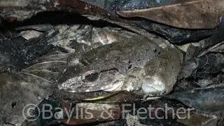 Malaysian River Frog, Royal Belum State Park, Malaysia. 20210331_211417.uhd