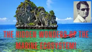 The Hidden Wonders of the Marine Ecosystem!