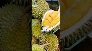 Tahukah kamu.?? Fakta manfaat durian untuk kesehatan