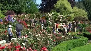 A Feast of Roses at Butchart Gardens