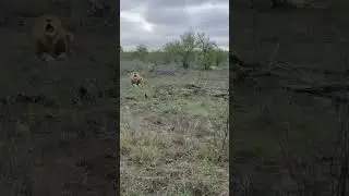 Majestic Intimidation A Powerful and Unexpected Lion Sound