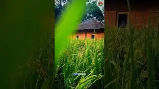 Malvani धुरळा l @Raj_Supal l #कोकण , #मालवणीलाईफ #कोकणदर्शन