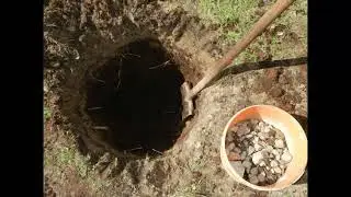 Жимолость їстівна: кращі сорти і поради по догляду