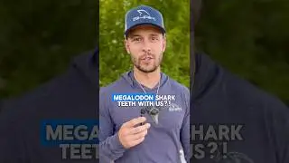 Find Megalodon sharks teeth and more with us September 20-22 at @palmettofossilexcursions