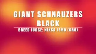 EURO DOG SHOW'2017 GIANT SCHNAUZERS