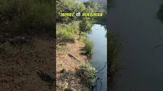 Alwar ke Pushpa Raj🐊 #crocodile #shorts #youtubeshorts #shortsvideo #shortsviral