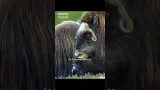 Deep in the wild, life moves with purpose 🌳🐾&rdquo; #wildlife #africa #short