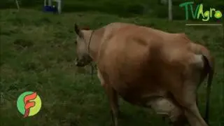 MOSCA DE LOS ESTABLOS