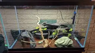 Новый проект Sea-Monkey и свет!