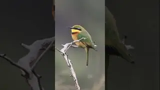 Dwarf Bee-eater #explore #nature #kruger #bee #eater #colors #youtube #youtubeshorts #birds #beauty