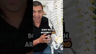 Sciatica Pain? Don't Ignore THIS Muscle