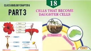 Cells that become daughter cells | class 8 biology chapter 6| kerala syllabus 