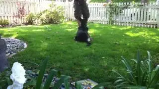 K9Conservatory-Duncan GSD-DOWN w Distractions