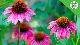 Boost your Immune System with Echinacea