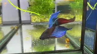 Extremely rare! Blue Light Red Tail (M2) Veiltail Betta Fish Male @ Z&uuml;ri-Betta