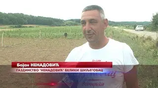 VELIKI ŠILJEGOVAC: Rasadničari u ovoj proizvodnji vide svoj način života i ostvarivanja profita