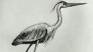 Perfect heron bird drawing pencil sketch