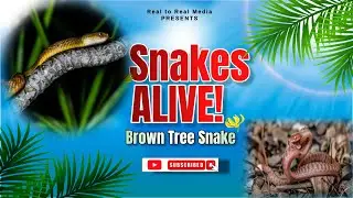 Brown Tree Snake (Boiga Irregularis)