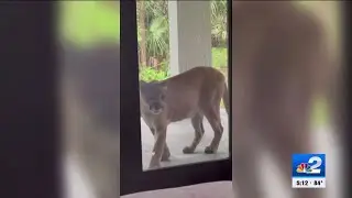 Florida panther peers through window in Golden Gate Estates home