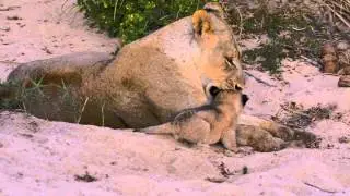 MalaMala Lioness & Cubs