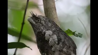 Birds of India Part 4.  Goa
