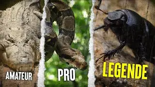 TOP 5 Des Animaux Les Plus 💪 Forts Au Monde
