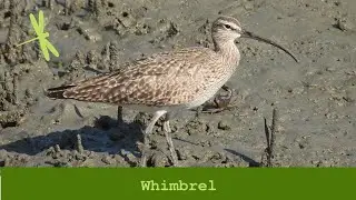 Whimbrel