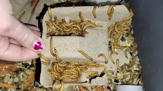 Breeding Mealworms Update Video