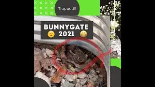 Bunnygate 2021