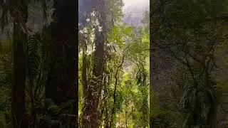 Can you believe that this subtropical forest is in Nepal? #nepal #forest #nature #peace