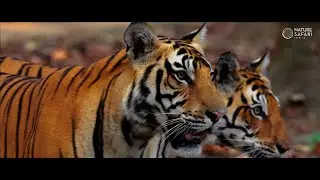 25 Years of Excellence - Nature Safari India&rsquo;s Journey of Wildlife Conservation through Tourism