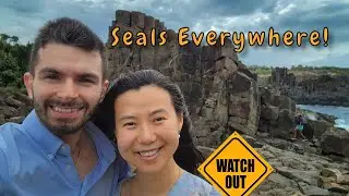 Batemans bay and Narooma - Seals EveryWhere!🐬