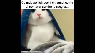 Risveglio traumatico!